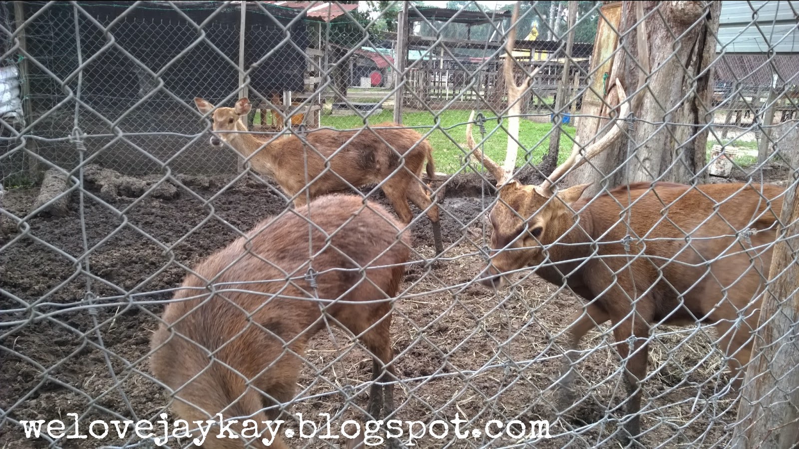 Broga Rabbit Fun Land (Rabbit Farm in Semenyih, Malaysia) 马来西亚兔子乐园